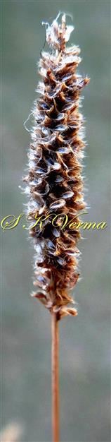 Inflorescence